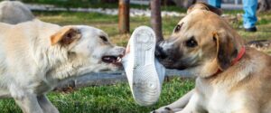 Training and positive reinforcement for rescue dogs